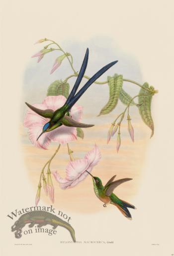 Gould Hummingbird 387